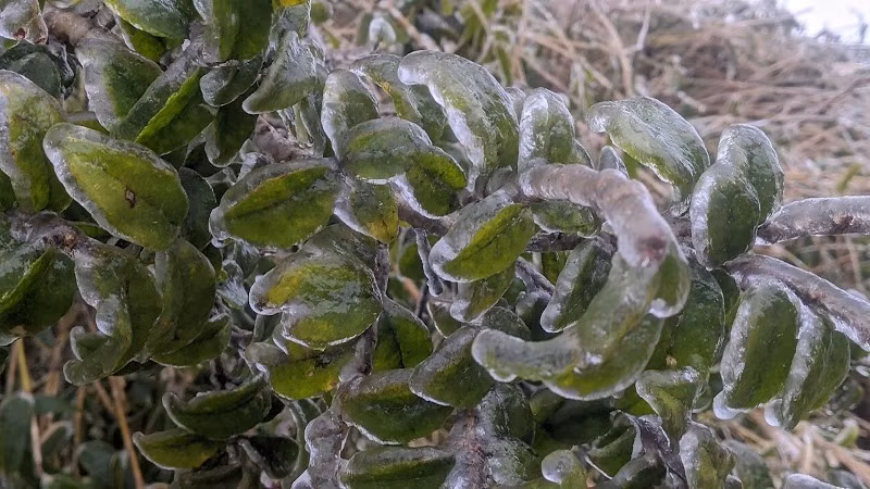 Đỉnh Phja Oắc (Cao Bằng) âm 6 độ C, băng phủ trắng núi rừng -1