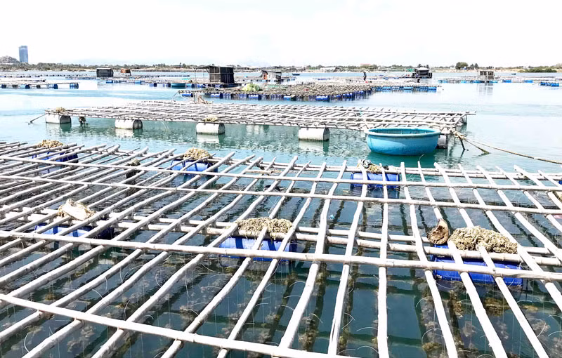 Vùng triều Đầm Nại, huyện Ninh Hải, tỉnh Ninh Thuận trở thành nơi nuôi hàu Thái Bình Dương với kỹ thuật treo dây thả nuôi trong lồng bè đạt hiệu quả cao. 