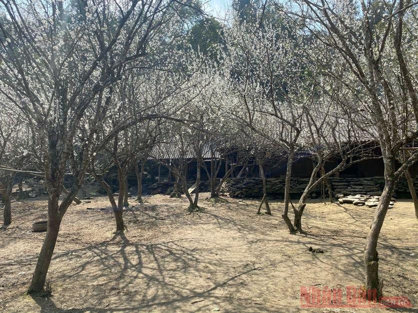 Hoa mận Bắc Hà: mùa xuân còn sót lại -2