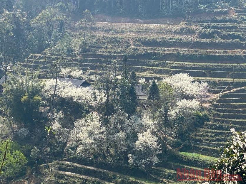 Hoa mận Bắc Hà: mùa xuân còn sót lại -0