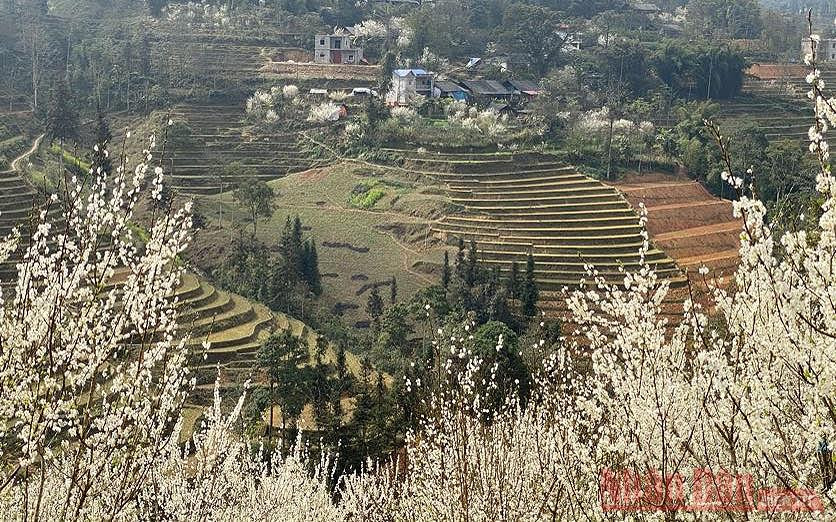 Hoa mận Bắc Hà: mùa xuân còn sót lại -0
