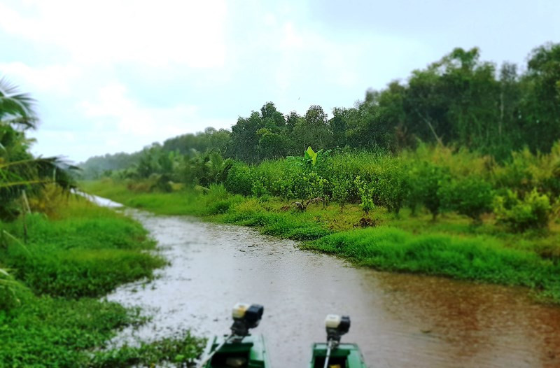 Mưa trái mùa làm tăng nguy cơ cháy ở lâm phần rừng tràm Cà Mau. Mưa trái mùa kèm sét đánh tăng nguy cơ cháy rừng ở Cà Mau -0