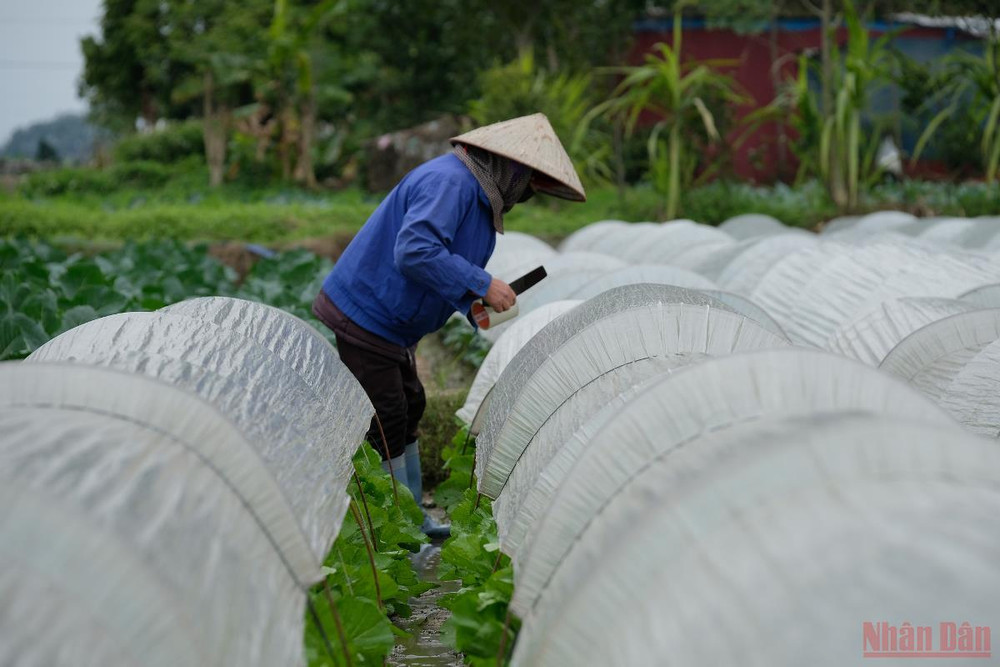 Che kín cây trồng bằng ni-lông là một giải pháp hữu hiệu (ẢNH: SƠN BÁCH) Nông dân Hà Nội “mặc áo”, rửa sương cho rau xanh chống -0