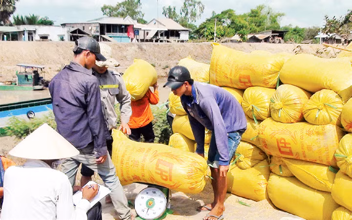 Tự phát chuyển đổi canh tác trên đất trồng lúa và những hệ lụy đặt ra (Tiếp theo và hết ) (*) -0