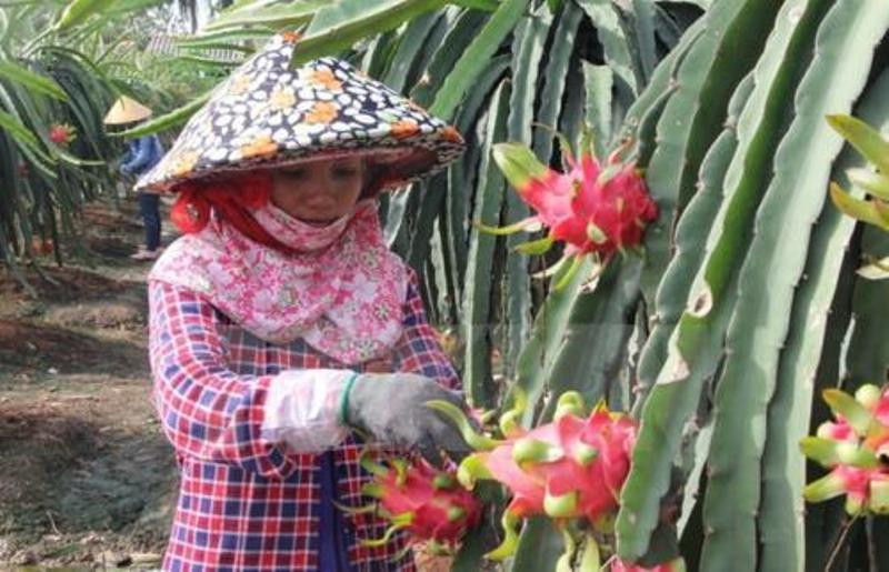 Sản lượng cây ăn quả năm 2021 các tỉnh phía nam hơn 7 triệu tấn (tăng 100.000 tấn so với 2020). Ảnh: TTXVN