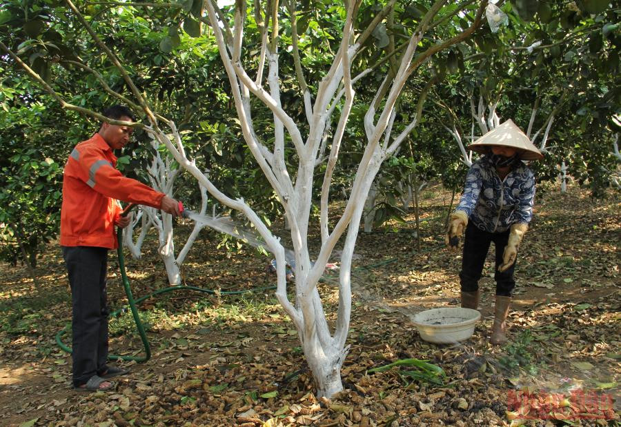 Thành viên hợp tác xã Ngọc Lan, huyện Mai Sơn sử dụng phân bón hữu cơ chăm sóc cây ăn quả. Sơn La tìm giải pháp đẩy mạnh tiêu thụ nông sản -0