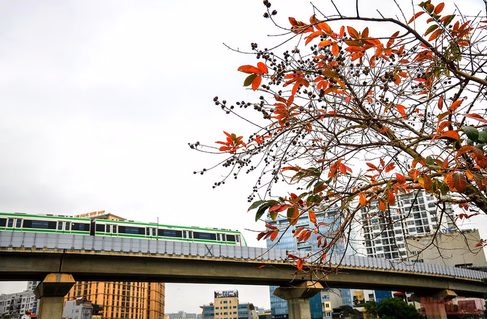 Hà Nội đẹp nao lòng mùa lá rụng tháng 3 -0