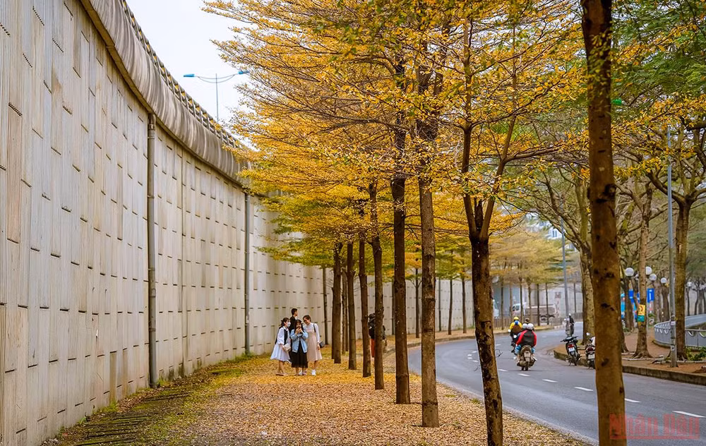 Hà Nội đẹp nao lòng mùa lá rụng tháng 3 -0