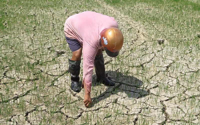 Nhiều diện tích lúa hè thu tại xã Hòa Đồng (huyện Tây Hòa) bị khô hạn.