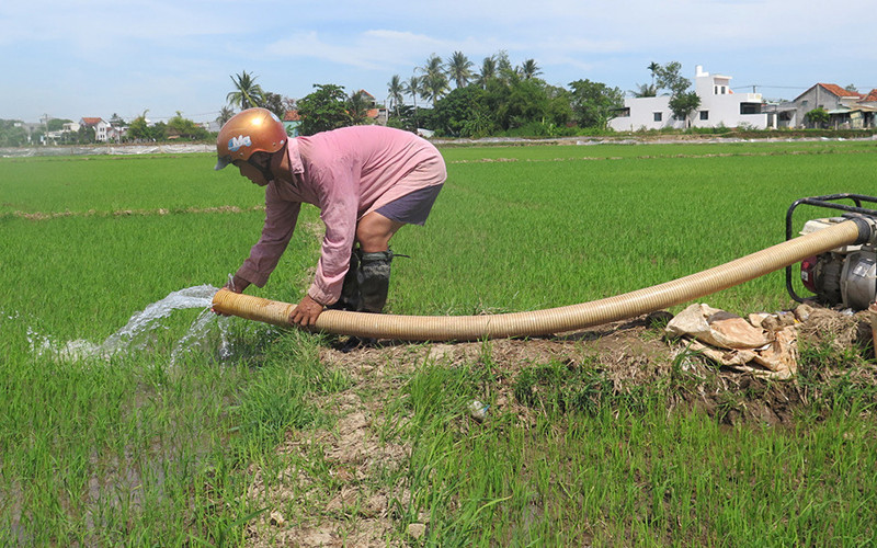 Nông dân chủ động dùng máy bơm nước từ giếng để chống hạn cho lúa. Phú Yên: Khẩn trương chống hạn cứu lúa hè thu -0
