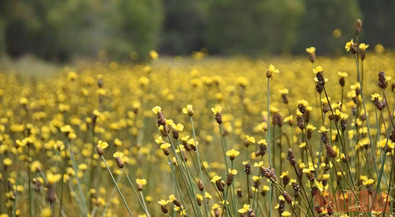 Đánh thức Tràm Chim -0
