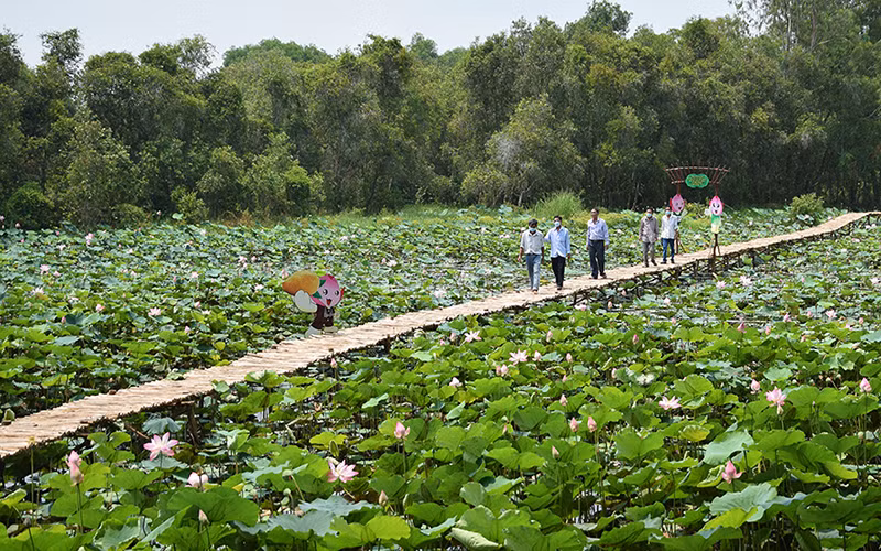 Du khách tham quan cánh đồng sen ở Khu di tích quốc gia đặc biệt Gò Tháp, huyện Tháp Mười, tỉnh Đồng Tháp (Ảnh: Hữu Nghĩa).