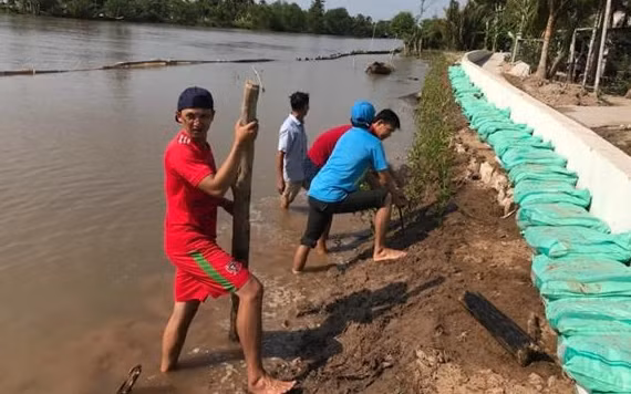 Làm kè sinh thái ở huyện Châu Thành.