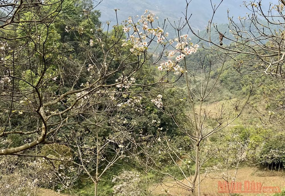 Tháng 3 - triền núi trắng hoa trẩu -5