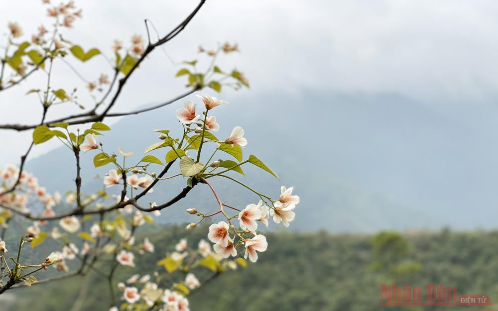 Tháng 3 - triền núi trắng hoa trẩu
