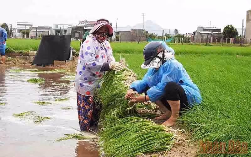 Chọn lựa những cọng hành, củ hành còn có thể bán được để mời chào thương lái đến thu mua, giúp nông dân vớt vát phần nào vốn đầu tư.