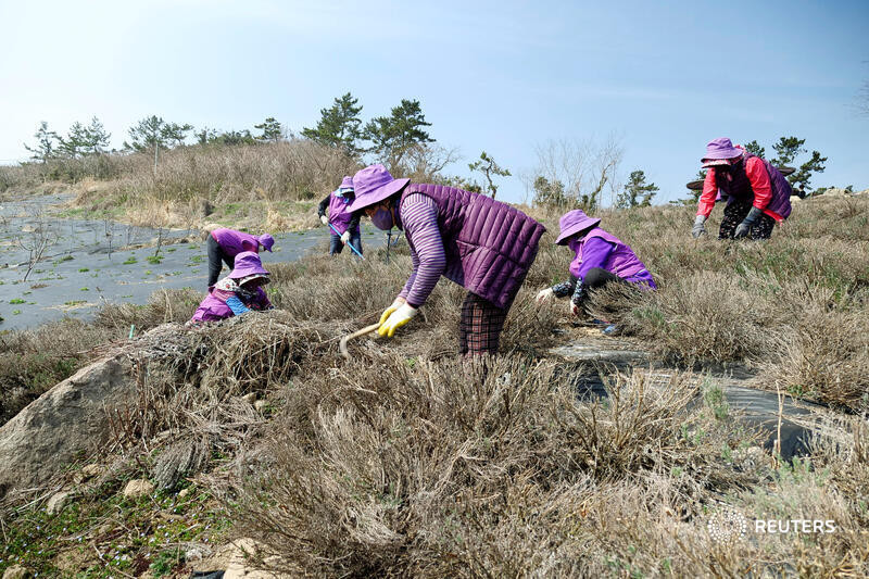 Những người phụ nữ trong trang phục màu tím trên đảo Độc đáo “Quần đảo Tím” hút khách ở Hàn Quốc -0