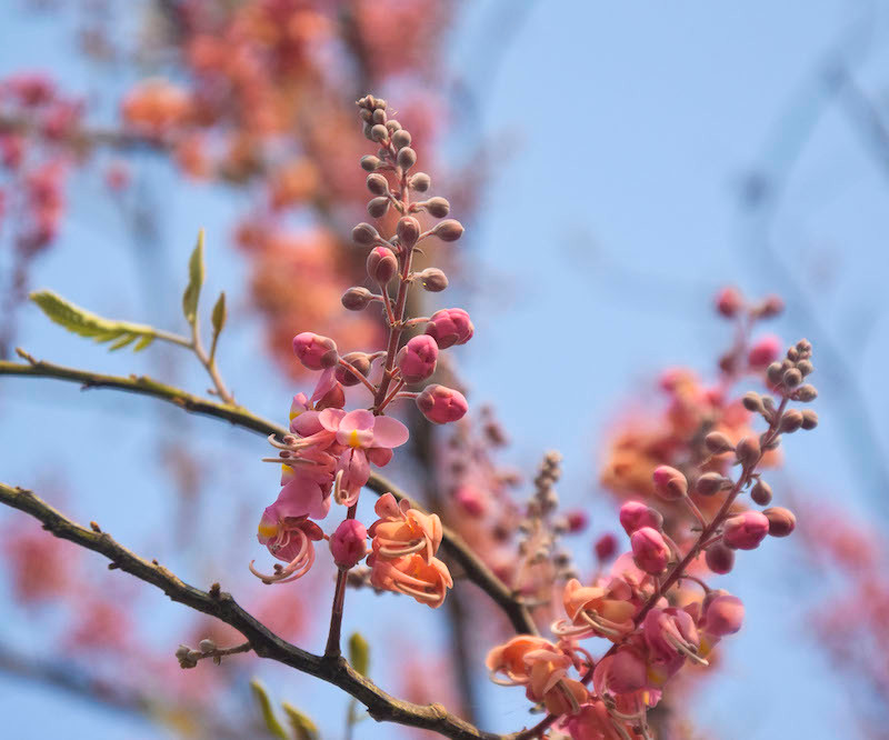 (Ảnh: HỮU NGHĨA) Mùa ô môi trên quê hương miền tây -0