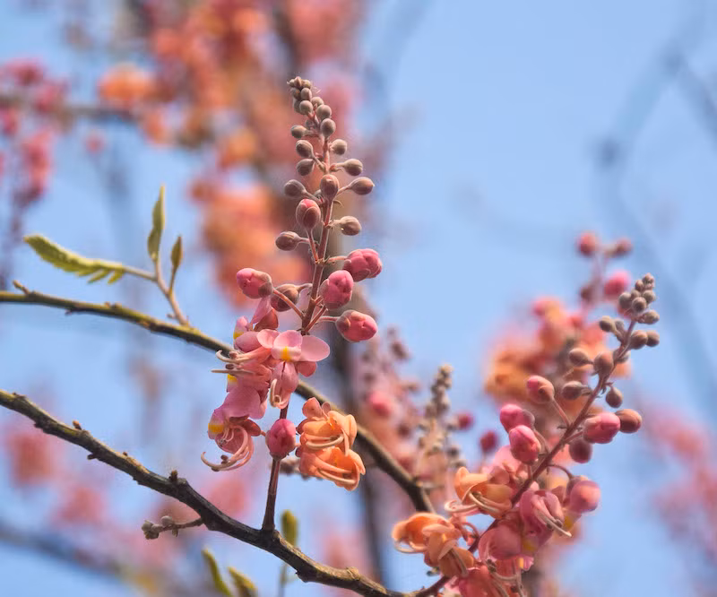 Mùa ô môi trên quê hương miền tây -0