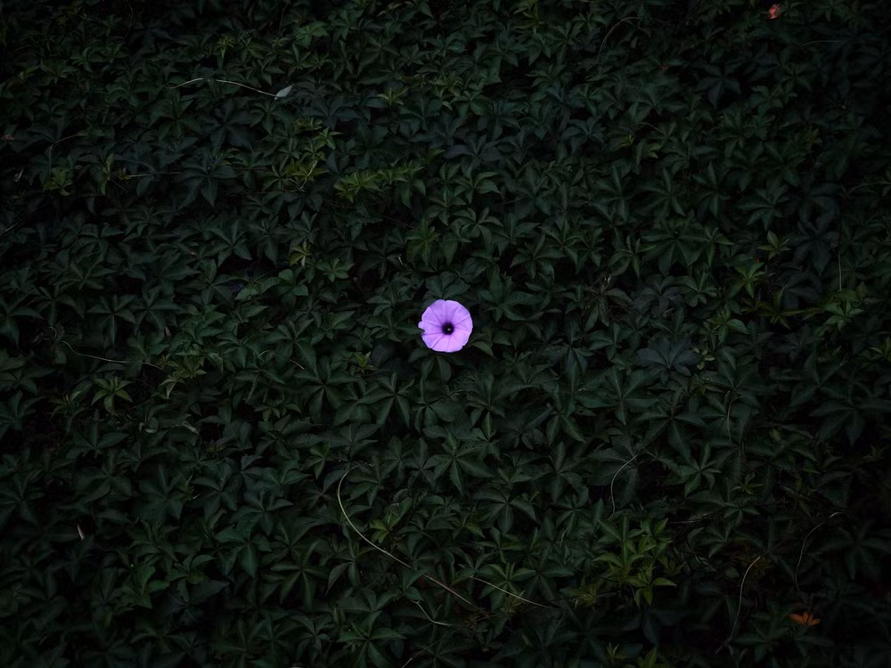 Ngỡ ngàng những bức ảnh chụp từ điện thoại di động -0