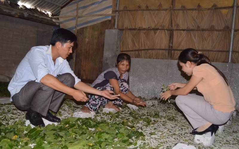 Ba cây ở Trấn Yên -0