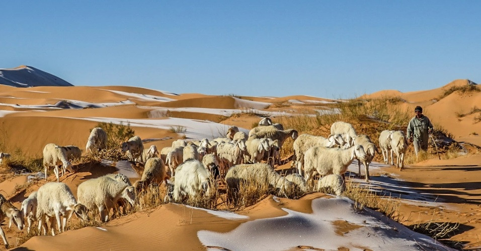 Cừu đứng trên băng ở thị trấn Ain Sefra. Ảnh: Bav Media. Tuyết rơi hiếm hoi ở sa mạc Sahara -0