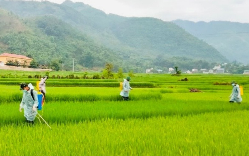Cán bộ, chiến sĩ Trung đoàn 754 tham gia phun thuốc phòng trừ sâu bệnh cho lúa tại xã Huy Bắc. S_La_3-1630056120544.jpg