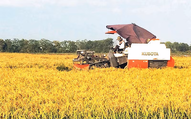 Cơ giới hóa thu hoạch lúa tại huyện Mỹ Đức.