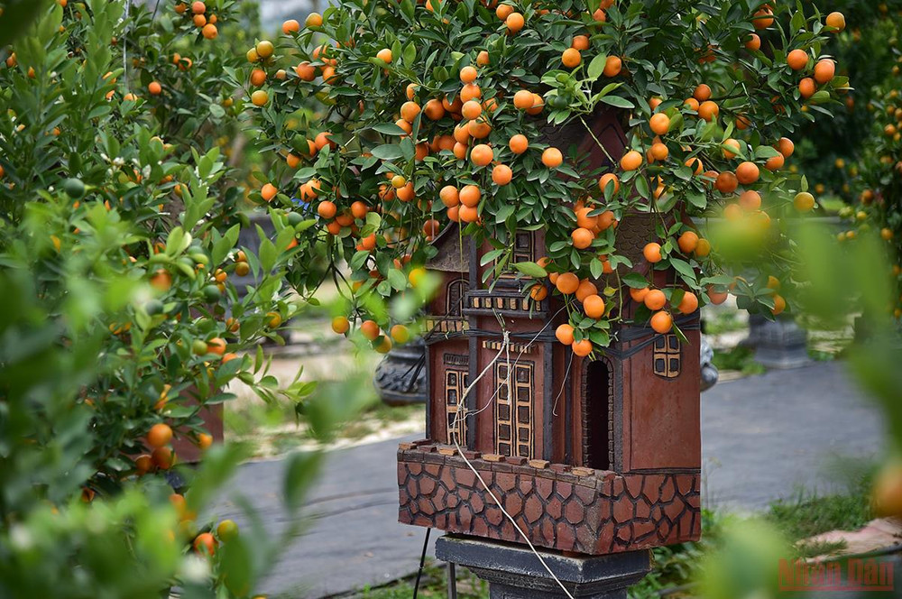Những chậu quất bonsai "ôm nhà" độc đáo đang được các chủ vườn tại Tứ Liên (Tây Hồ, Hà Nội) bán với giá từ 5 đến hơn chục triệu đồng trong dịp Tết này. (Ảnh: Thành Đạt) Độc đáo những mẫu quất cảnh “trình làng” trong dịp Tết Nhâm Dần 2022 -0