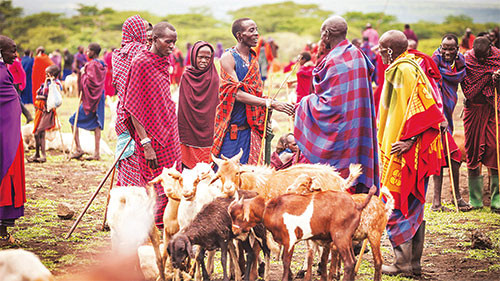 Đàn dê-sinh kế của người Maasai. 5_2-1643077198582.jpg