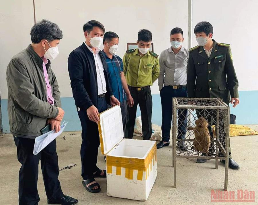 Anh Nguyễn Đức Đan bàn giao cá thể khỉ vàng và trăn đất cho Kiểm Lâm Nghi Xuân. Người dân “bỏ tiền túi”, “giải cứu” động vật hoang dã -0