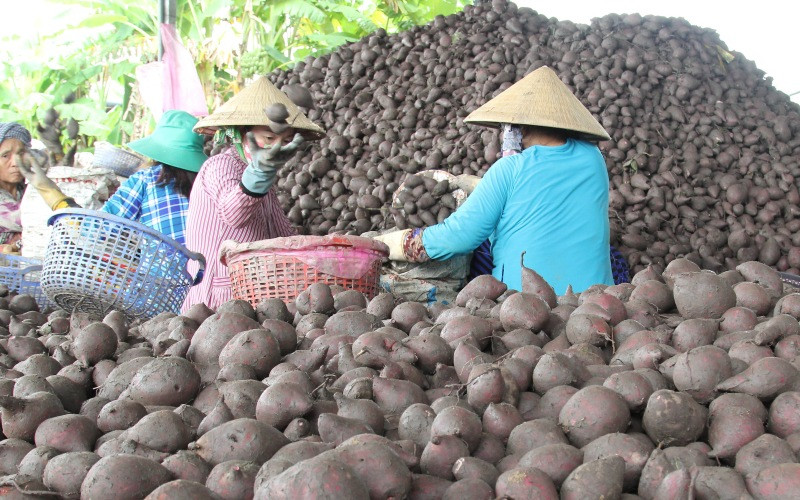Phân loại khoai lang. “Vương quốc khoai lang