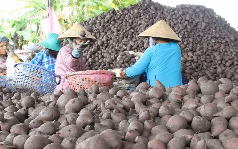 “Vương quốc khoai lang