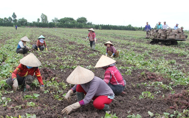 Thu hoạch khoai lang ở huyện Bình Tân, tỉnh Vĩnh Long. “Vương quốc khoai lang