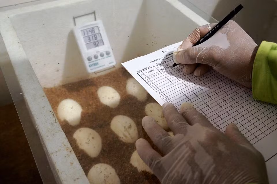 Indonesia nhân giống rồng Komodo để tránh nguy cơ tuyệt chủng -0