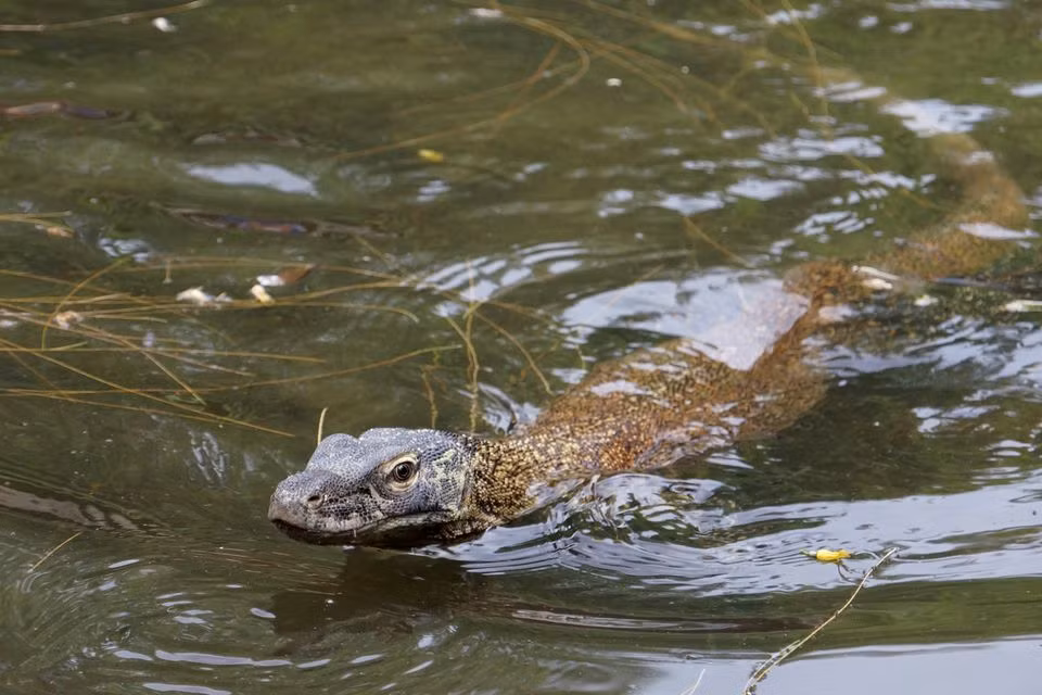 Indonesia nhân giống rồng Komodo để tránh nguy cơ tuyệt chủng -0