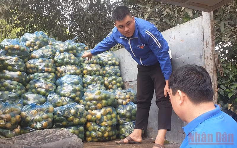 Bà con xã Vân Lợi phấn khởi vì quýt PQ được mùa, được giá.
