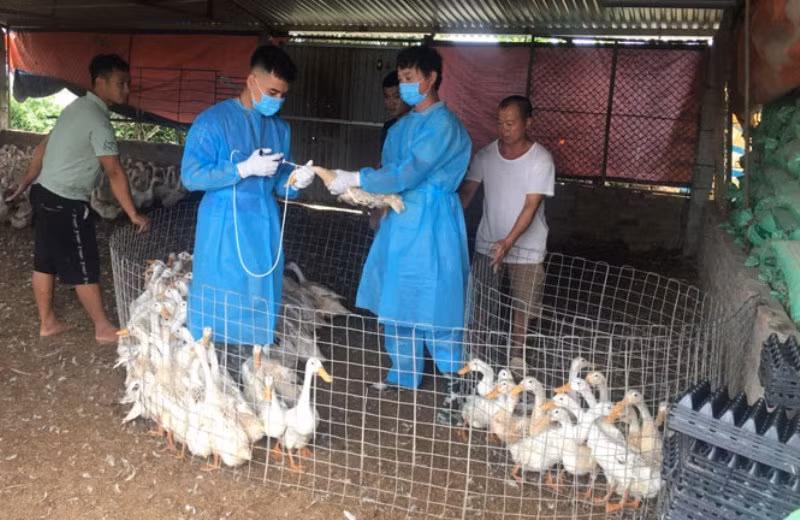 Tăng cường kiểm soát, phòng chống dịch bệnh trên động vật -0