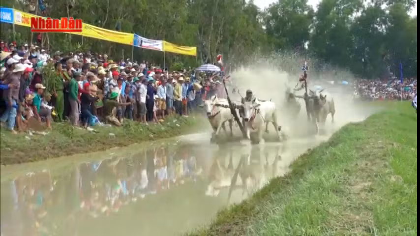 Lễ hội đua bò Bảy Núi