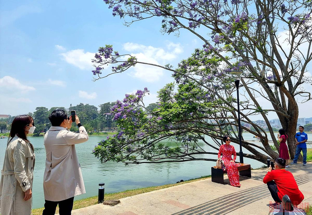 Đà Lạt mùa hoa phượng tím. “Đà Lạt mùa màu tím và sương” qua kiến giải của Kỷ lục gia-Tiến sĩ Phạm S -0