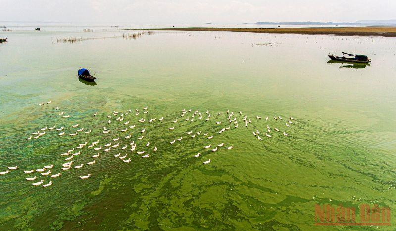 Khi cạn, nước tại khu vực này chuyển thành màu xanh ngắt do rong, tảo ở dưới đáy tạo ra. Người dân địa phương tận dụng thời gian hồ cạn, dòng nước thu hẹp đưa đàn vịt ra ăn tảo xanh trên mặt hồ. Bến Nôm đẹp ngỡ ngàng mùa nước cạn -0