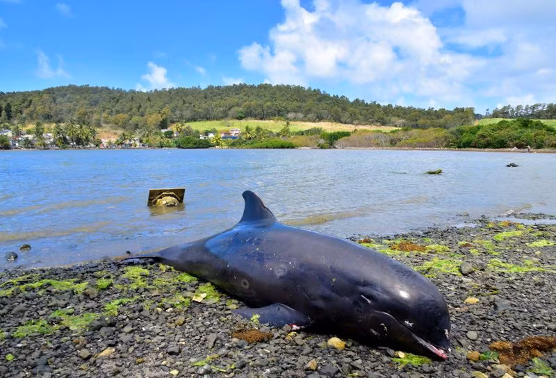 Xác một con cá heo chết và dạt vào bờ biển tại Grand Sable, Mauritius ngày 26-8. Ảnh: Reuters.