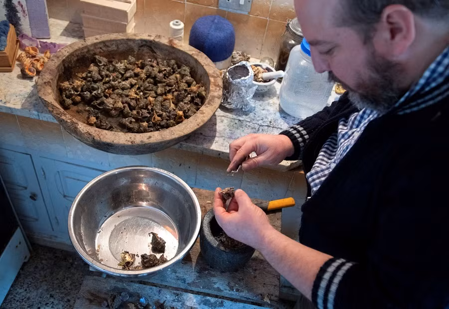 Tunisia: tái tạo thuốc nhuộm hoàng gia từ vỏ ốc biển -0