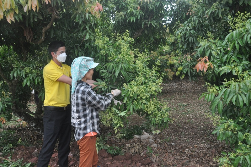 Dự kiến Bắc Giang sẽ có một mùa vải bội thu.