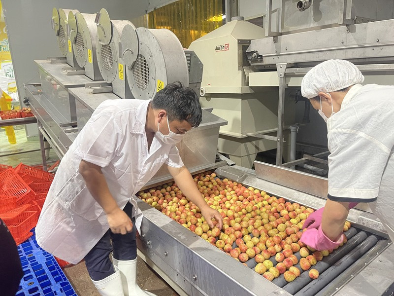 Quả vải Bắc Giang được chiếu xạ trước khi đến với nhiều thị trường lớn. Kỳ vọng một mùa vải ngọt -0