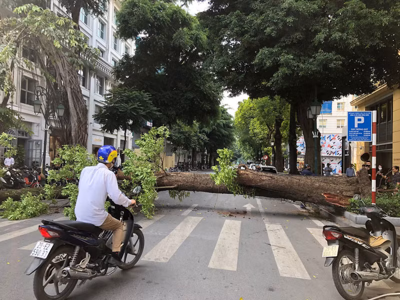 Cây xanh bất ngờ đổ chắn ngang phố Lý Thái Tổ, Hà Nội -0