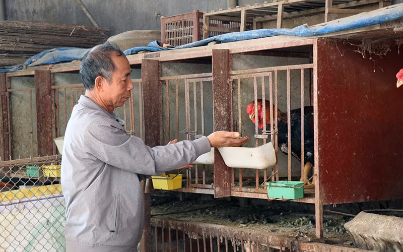 Gà Hồ được nuôi theo phương pháp dân dã, tự nhiên, chủ yếu bằng thóc gạo, cho thịt hồng, thơm, có giá trị kinh tế cao.