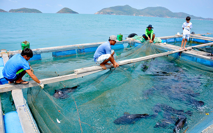 Ngư dân xã Nam Du, huyện Kiên Hải (Kiên Giang) thu hoạch cá nuôi lồng bè trên biển. Ảnh: VINH TÂM