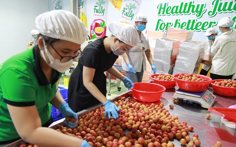 Vải là một trong số ít trái cây chuyển hướng thành công trong tiêu thụ nội địa và xuất khẩu sang thị trường chất lượng cao. Sớm giải quyết dứt điểm tình trạng ùn tắc nông sản ở cửa khẩu -0