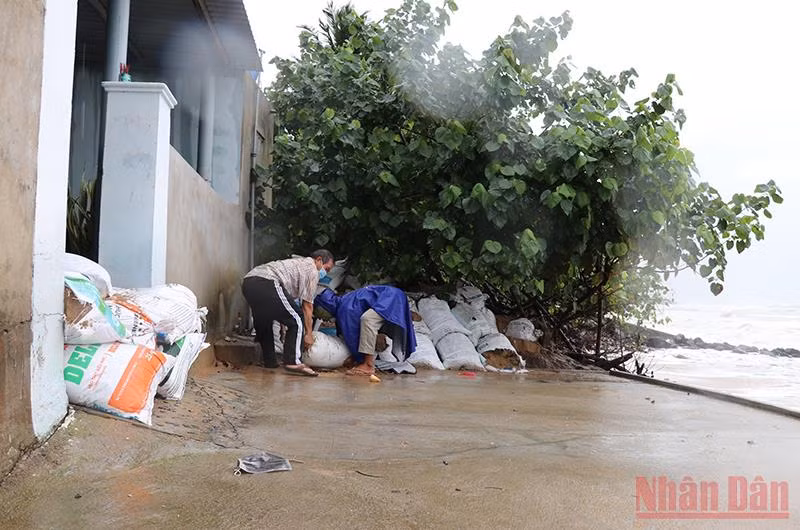 Người dân thôn Mỹ Quang Nam, xã An Chấn, huyện Tuy An, tỉnh Phú Yên dùng bao cát đắp tạm bờ bao chống chọi với xâm thực của sóng biển đang ngày một mạnh lên do ảnh hưởng của bão số 9.